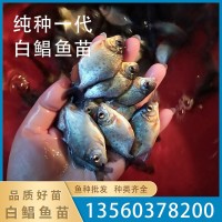 苗場(chǎng)直銷優(yōu)質(zhì)白鯧魚(yú)苗淡水魚(yú)苗批發(fā)活體 存活率高鮮活易養(yǎng)殖批發(fā)